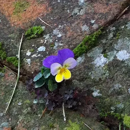 בית נופש Il Casalone *